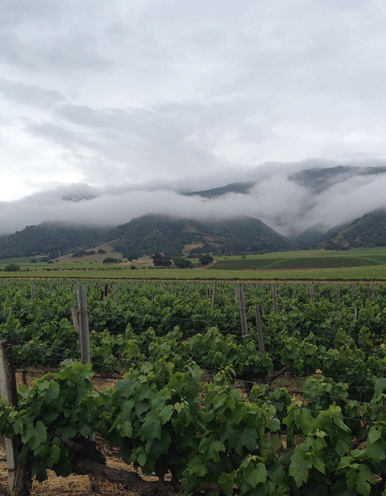 Delicato Family Vineyards Purchases Historic Santa Lucia Highlands Vineyard