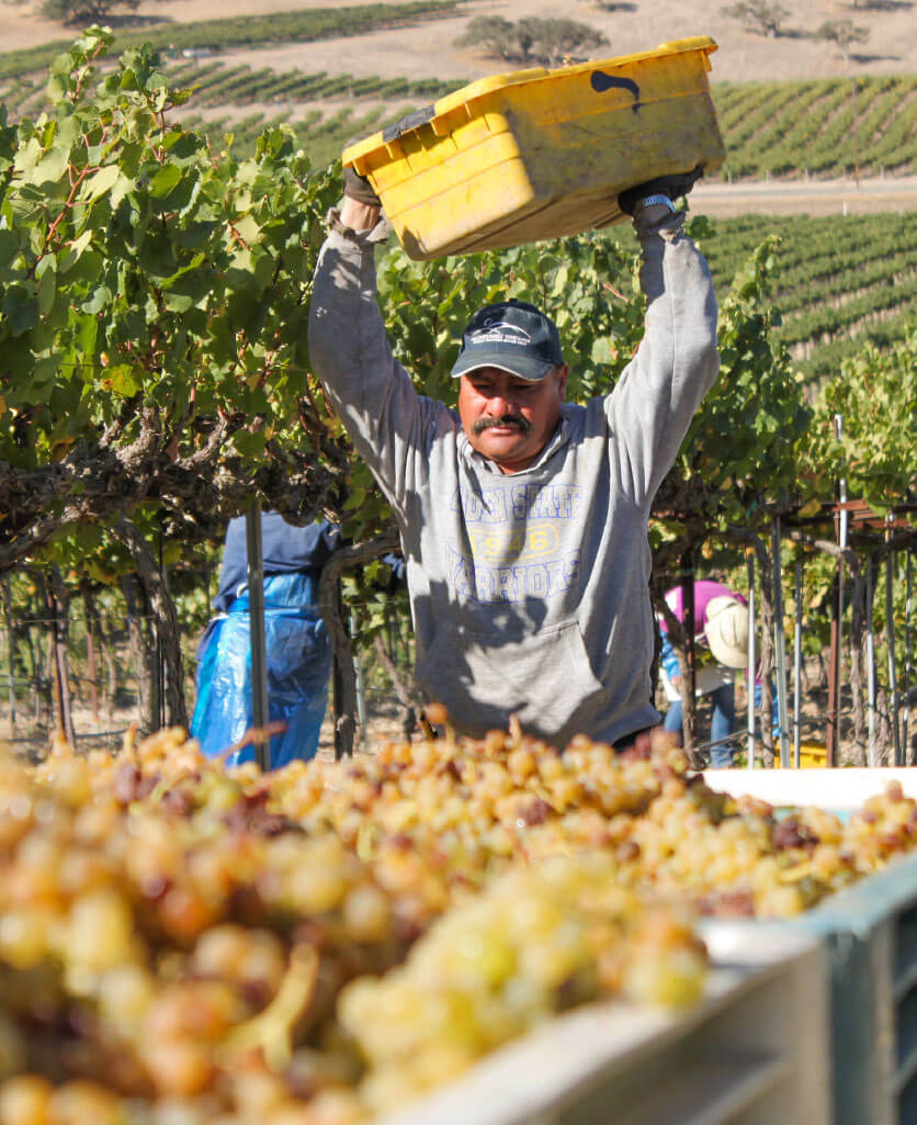 Person in the field carrying a yellow container over his head