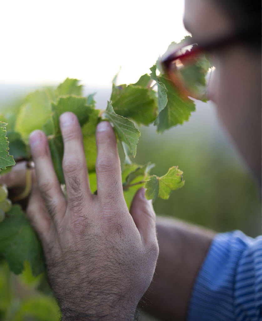 closeup of man with vines in his hand