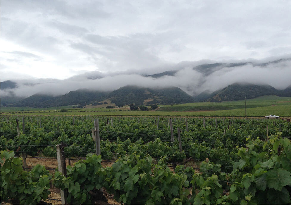 Vines with a mountain view on the background